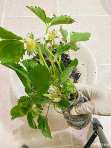 ​草莓怎么种(草莓怎么种植好)