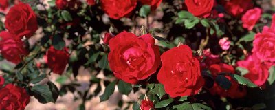 ​山茶花落叶的原因分析 山茶花掉叶子是怎么回事?