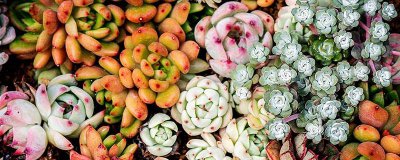 ​盆栽的花几月份以后换土比较好 盆栽的花几月份以后换土比较好养