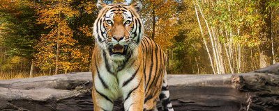 ​老虎是不是猫 老虎是不是猫科动物