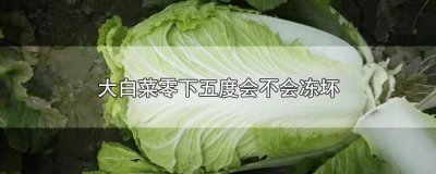 ​大白菜零下四度会冻坏吗 大白菜早晨零下五度会冻坏吗