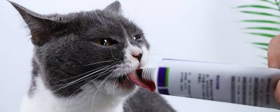 ​猫咪小的时候应该给吃什么 小猫咪小的时候要吃什么