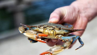 ​清蒸螃蟹多长时间 清蒸大闸蟹需要多长时间