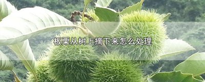 ​板栗树种类 板栗树什么