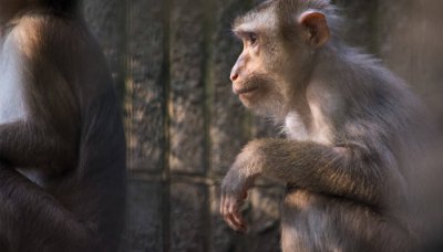 ​金丝猴的全名叫啥 金丝猴的别名叫啥