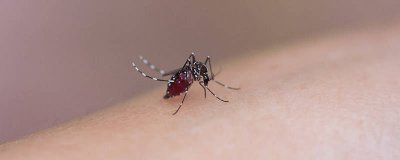 ​蚊子咬了有的是包有的是红点 为什么蚊子咬的包是红点点