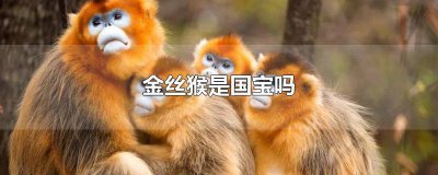 ​金丝猴是国宝嘛 金丝猴是我国的国宝吗