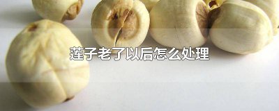 ​莲子老了以后怎么处理 莲子老了以后怎么处理好吃