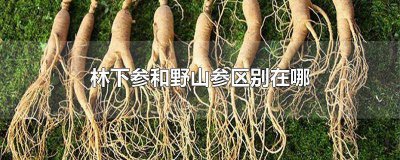 ​林下野山参和野山参区别 野山参是林下参吗