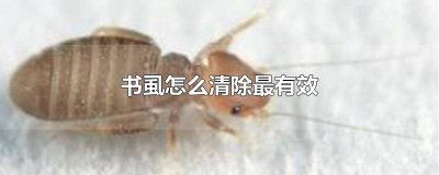 ​书虱怎么清除最有效果的方法 书虱怎样清除