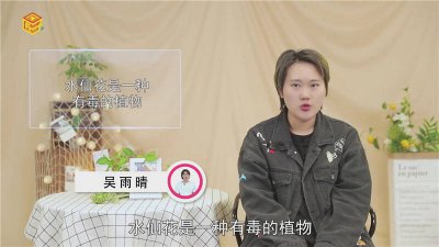 ​水仙花有毒吗 能放家里吗 水仙花有毒吗?能放在卧室内吗?