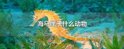 ​海马属于哪种动物? 海马到底是什么动物