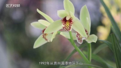​天逸兰百度百科 天逸兰价格
