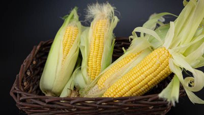 ​三根玉米相当几碗米饭的热量 两根玉米相当于几碗米饭