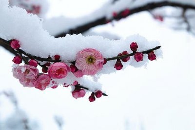 ​五福花(梅花)象征着什么寓意