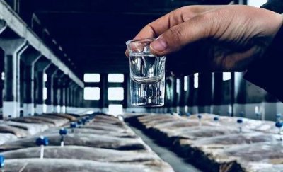 ​长沙洋河酒招聘(洋河酒销售业务员招聘)