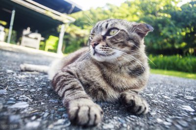​口碑比较好的国产猫粮（国产平价猫粮什么牌子比较好）