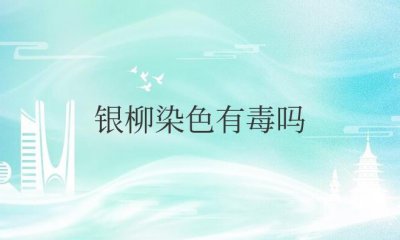 ​银柳染色有毒吗（银柳染色怎么洗掉）