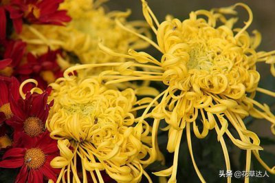 ​菊花在什么时候开放是什么季节（菊花花期是几月份）