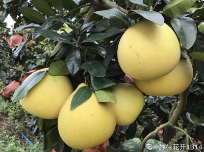 ​院子里种什么果树最好（4种果树栽种在庭院风水好又旺宅）