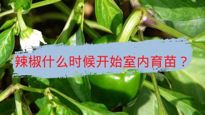 ​辣椒种子育苗方法全过程（辣椒育苗时的详细步骤介绍）