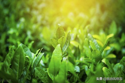 ​浙江盛产什么茶叶品种（盘点浙江5大名茶品牌）