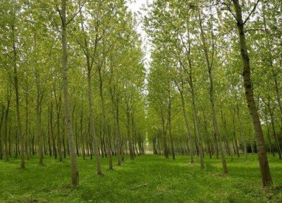 ​杨树施肥禁忌什么肥料（杨树用啥肥料长的快）