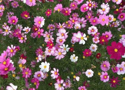 ​格桑花一年四季都可以播种吗