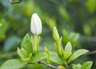 ​栀子花为什么不开花是什么原因