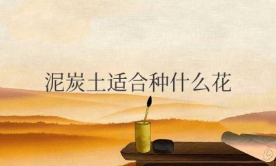 ​泥炭土适合种什么花草