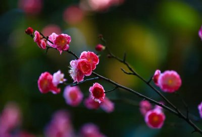​梅的含义和象征意义（梅花具体代表什么花语与寓意）