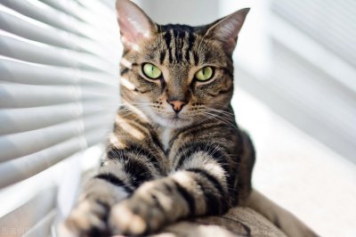 ​狸花猫一生只认一个主人吗（宠物狸花猫究竟有多么优秀）