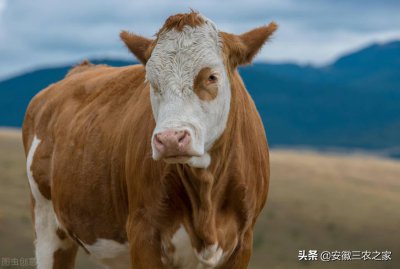 ​养牛10头牛有多少利润（农村养殖牛的真实利润分析）
