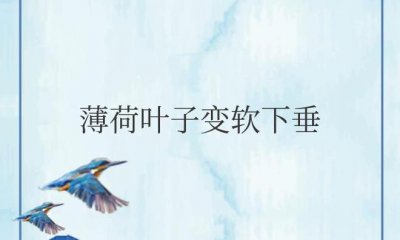 ​薄荷叶子变软下垂能缓回来吗（具体补救方法）