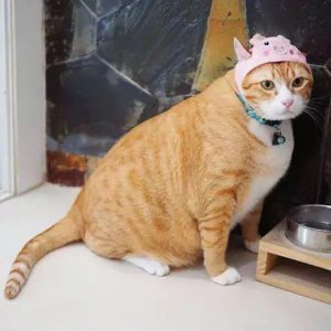 ​橘猫的性格特点是什么（橘猫性格温顺吗适合家里养吗）