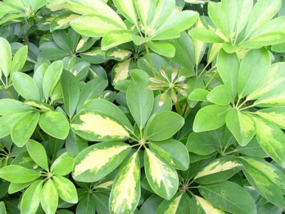 ​什么植物吸收二手烟效果最好还好养