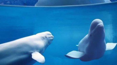 ​白鲸和海豚的区别是什么