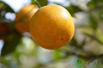 ​橘子没熟可以吃吗?橘子没熟吃了会怎么样