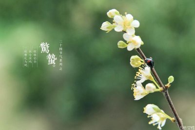 ​惊蛰的蛰是什么意思 惊蛰的含义和风俗
