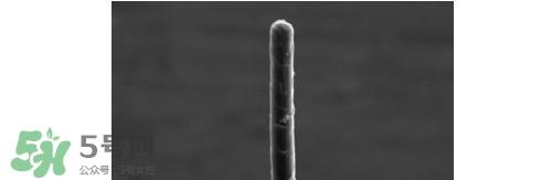 熊野巨匠小熊笔怎么用？熊野巨匠小熊去黑头笔使用方法