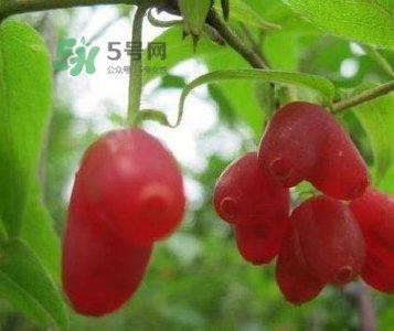 ​杈杷果多少钱一斤？杈杷果价格表