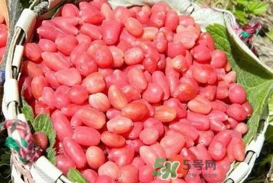 杈杷果多少钱一斤？杈杷果价格表