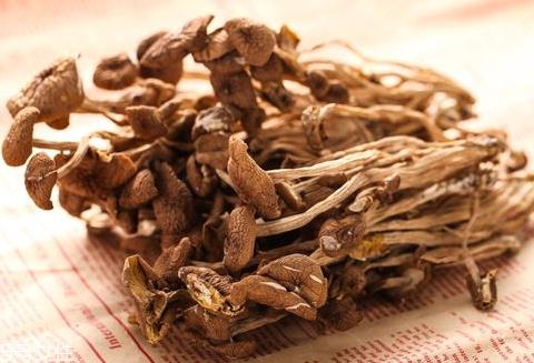榛菇和茶树菇的区别 两者属于不同品种