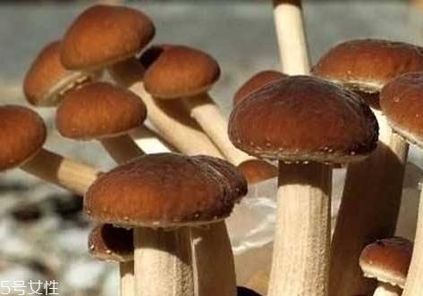 榛菇和茶树菇的区别 两者属于不同品种