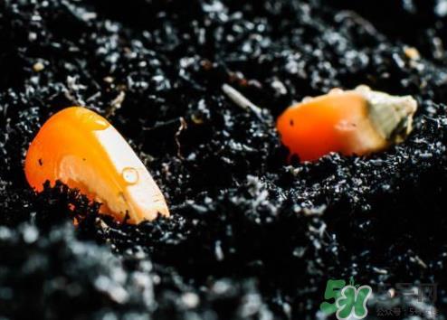 冰糖玉米种子哪里有卖？冰糖玉米种子的销售地