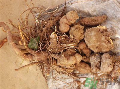 ​何首乌粉的正确吃法?何首乌粉的功效与作用及食用方法