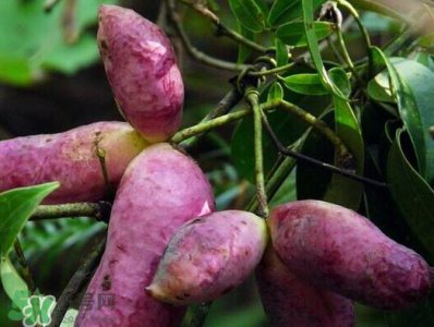 ​八月炸果什么时候可以种 八月炸果种植知识