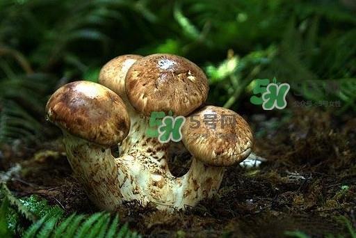 干松茸多少钱一斤？野生松茸多少钱一斤？