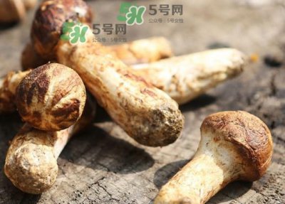 ​干松茸多少钱一斤？野生松茸多少钱一斤？