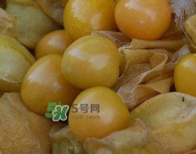 ​黄菇娘几月种植？黄菇娘的种植注意事项